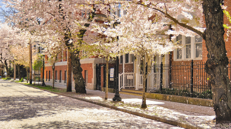 Street on Yale Campus during the spring